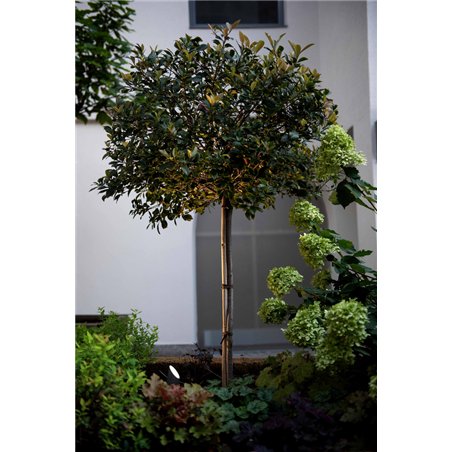 Wever & Ducré Stipo 3.0 Floor lamp